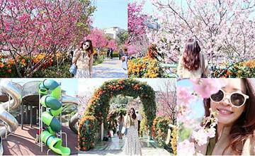 新北｜永吉公園：炮仗花X櫻花季，美不勝收好拍好玩