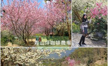 雲林古坑│青山坪咖啡農場 遠離塵囂的世外桃源，沒有商業氣息的賞櫻秘境