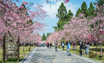 南投｜2021九族櫻花祭，歷年難得一見4種品種5000棵櫻花齊綻放