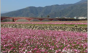 台東鹿野｜二層坪水橋：花東面積最廣的大波斯菊花海，波動人心的美麗地景