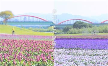 台北古亭河濱公園：13萬盆紫色花草迎春天，夢幻紫色系漸層花海！