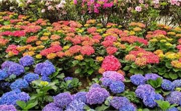 台北｜大安森林公園花季：滿滿一整片杜鵑花、繡球花和薰衣草美翻了！超美拍照打卡景點