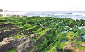 新北石門｜季節限定的抺茶地毯！火山礁岩鋪上綠色大地毯，北海岸獨有景致