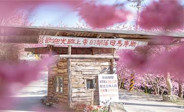 新竹尖石｜再訪上帝的部落，感受櫻花紛飛的司馬庫斯 Smangus