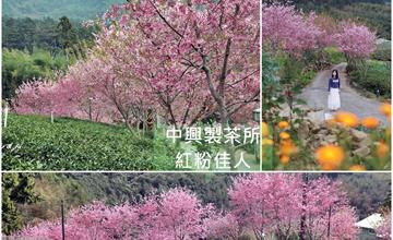 嘉義│小武陵在這裡!! 中興製茶所 清新山林中，「紅粉佳人」點綴蓊鬱茶園