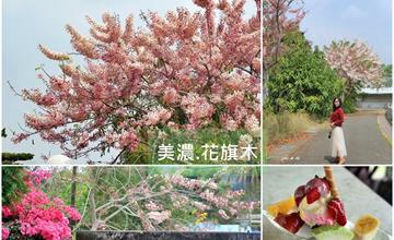 高雄｜春暖花開繽紛燦爛，花旗木接力登場！美濃花旗木懶人包