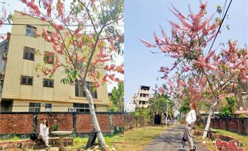 台南│新營鐵支路花園「花旗木」滿開了！季節限定的粉色系浪漫~