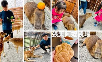 2021宜蘭超人氣景點│張美阿嬤農場│零距離餵食按摩萌萌水豚君│與可愛梅花鹿互動約會│超萌&#30524;神療癒人心│最新入園資訊分享