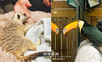 台北｜肉球森林：近距離和「丁滿」狐獴、大嘴鳥零距離互動！超療癒萌寵陪吃