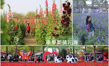 台南│2021學甲蜀葵花海 彩色繽紛中有富貴、平安及真誠的優美意涵