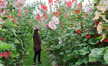 櫻花鳥森林「蜀葵鸚樂季」蜀葵花海隧道拍美照，觀賞鸚鵡放飛秀