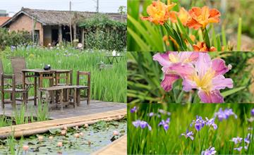 彰化田尾｜旅人小屋舒宿：鳶尾花田，童話世界般的田園風光，繽紛花朵好好拍 