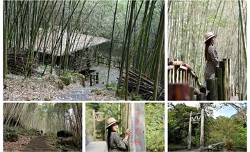 嘉義阿里山鄉｜迷糊步道（米洋溪步道）：走過樂米吊橋，探訪百年茄苳巨木，漫步在山林