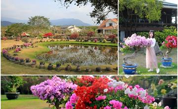 屏東│內埔祕密花園 吳媽媽九重葛花園 愛心池浪漫、九重葛繽紛多彩