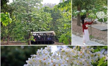 雲林古坑｜荷苞山桐花公園下雪了！油桐花開「荷你桐心」