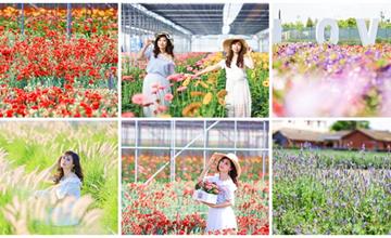 彰化田尾董家花田康乃馨、非洲菊、洋桔梗、狼尾草等各色花海好好拍