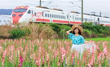 彰化社頭｜雙鐵花田：浪漫劍蘭花海搭配火車超好拍！入園還送美麗花束 