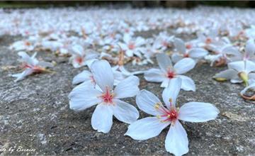 新北瑞芳｜四腳亭福興宮：賞桐秘境，滿地白雪超浪漫！百年土地公廟週邊輕鬆賞桐