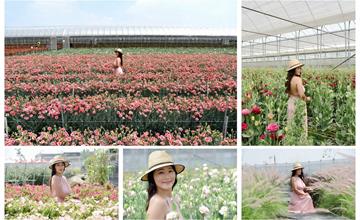 彰化田尾｜董家花田：2 公頃康乃馨彩虹花田！夢幻康乃馨綻放，浪漫花海超好拍