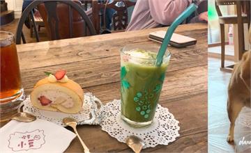 台北松山｜喫茶小豆：寵物友善餐廳，超美裝潢豆柴咖啡廳