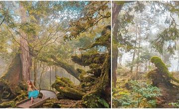 宜蘭｜神木園：走進阿凡達電影場景！亞洲最大檜木神木園，神木以歷代古人命名，像在閱讀歷史故事