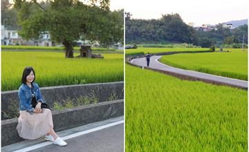 苗栗│西湖伯朗大道 黃金一路 稻田、山巒、農舍，交織成一片舒暢清新的田園風光