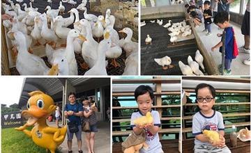 宜蘭礁溪｜甲鳥園：質感清水模特色鴨舍，看鴨餵鴨抱鴨好有趣！宜蘭親子景點推薦