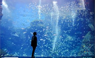 桃園｜Xpark水族館：北部最大水族館！免飛日本，日本橫濱八景島首度跨海來台