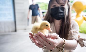 礁溪│甲鳥園/宜蘭礁溪親子景點，跟超可愛黃色小鴨近距離親密接觸！