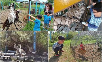 宜蘭員山｜可達休閒羊場：免門票親子景點，與小動物近距離接觸