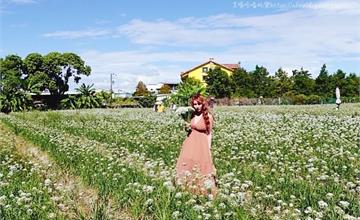 桃園大溪｜黃色小屋：趁花季打卡浪漫韭菜花海，藏在花田小巷裡的秘密花園！桃園拍照賞花勝地推薦