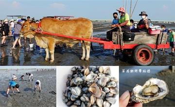 彰化｜到芳苑潮間帶採蚵！搭海牛車、挖文蛤、 烤鮮蚵、秋刀魚吃到飽，價格行程一覽