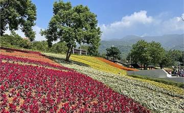台北｜北投社三層崎公園：台版富良野提前登場！夢幻繽紛花海盛開中