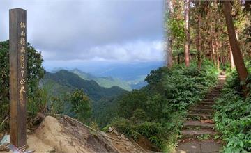 苗栗｜獅潭「仙山登山步道」：穿過杉木小徑．遠眺綿延山峰