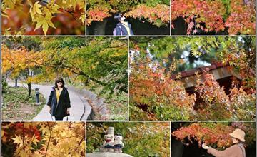 台中｜福壽山農場：打卡季節限定楓紅！楓葉綠橙黃紅層次之美，醉在楓景裡