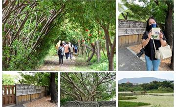 高雄｜左營洲仔濕地公園：漫步國家級濕地、探索城市裡的綠洲，體驗植物敲拓染DIY