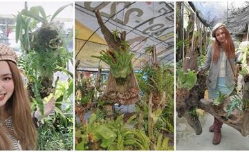 宜蘭｜壯圍「蕨藝木植栽園藝」：蕨類植物點綴漂流木，秒變藝術品！手作體驗DIY，還能租用回家當擺設