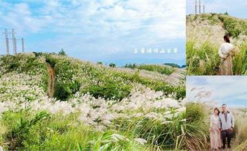 新北｜三角埔頂山：北台灣賞芒草秘境！健行山徑，賞滿山遍野浪漫雪白芒草 