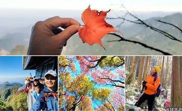 台中｜稍來山：季節限定美景！健行稍來山步道賞楓，楓紅地毯超浪漫
