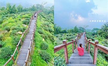 嘉義梅山｜太興岩步道：穿梭在茶園與原始山林間！全長650公尺輕鬆好走，健行步道賞自然美景