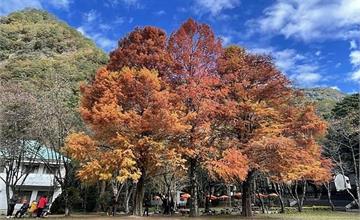 南投｜奧萬大國家森林遊樂區：拜訪楓葉的故鄉！欣賞絕美楓紅與落羽松，遊走壯觀大吊橋