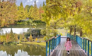 桃園龜山｜長庚養生村落羽松：打卡環湖落羽松秘境，24小時免費欣賞