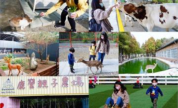 雲林古坑｜鹿營親子農場：近局離親近可愛動物、餵食梅花鹿！體驗滑草、打卡落羽松美景