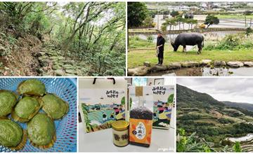 新北｜金山石門一日遊：與水牛近距離接觸，百年石砌梯田，吃草仔粿看無敵海景