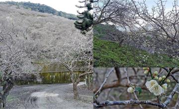高雄｜賴家古厝賞梅露營區，初梅綻放搶先看！美如白雪蔓延整個山頭！