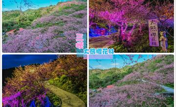 新北｜「三峽大熊櫻花林」三色寒櫻綻放！空拍視角更美麗，夜遊賞櫻別有風味 