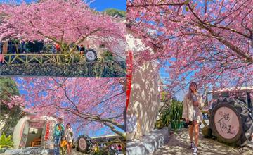 2022「樟樹湖河津櫻王」粉紅櫻花美麗綻放！夢幻粉紅美景打卡必拍