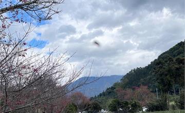 2022南投草坪頭花季｜李花、梅花、櫻花大盛開，浪漫花朵布滿山稜超夢幻