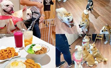一起·轉圈圈，台中寵物友善餐廳，來找可愛店狗柴犬金金吧