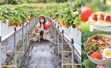 大湖草莓園複合咖啡廳 草莓炊飯便當必吃